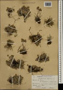 Omalotheca supina (L.) DC., Caucasus, Armenia (K5) (Armenia)