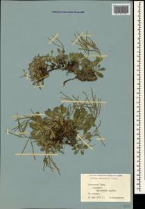 Arabis caucasica Willd., Crimea (KRYM) (Russia)
