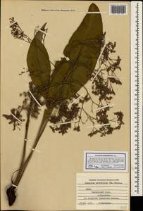 Limonium platyphyllum Lincz., Crimea (KRYM) (Russia)