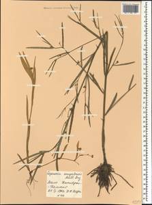 Caperonia serrata (Turcz.) C.Presl, Africa (AFR) (Mali)