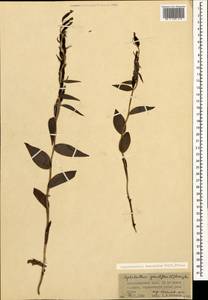 Cephalanthera damasonium (Mill.) Druce, Caucasus, Krasnodar Krai & Adygea (K1a) (Russia)
