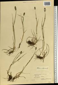 Phleum alpinum L., Eastern Europe, West Ukrainian region (E13) (Ukraine)