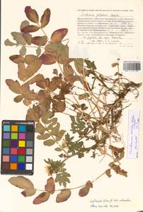 Cardamine yezoensis Maxim., Siberia, Russian Far East (S6) (Russia)