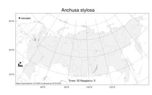 Anchusa stylosa M. Bieb., Atlas of the Russian Flora (FLORUS) (Russia)