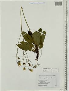 Hieracium murorum subsp. sylvularum (Jord. ex Boreau) Zahn, Eastern Europe, Moscow region (E4a) (Russia)