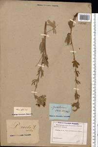 Potentilla recta subsp. laciniosa (Kit. ex Nestler) Nyman, Eastern Europe, Rostov Oblast (E12a) (Russia)