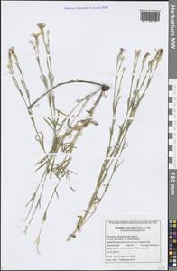 Dianthus chinensis L., Eastern Europe, Middle Volga region (E8) (Russia)
