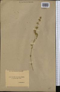 Silene borysthenica (Gruner) Walters, Middle Asia, Northern & Central Kazakhstan (M10) (Kazakhstan)