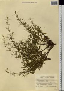 Silene foliosa Maxim., Siberia, Russian Far East (S6) (Russia)