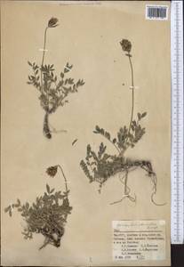 Astragalus stenanthus Bunge, Middle Asia, Pamir & Pamiro-Alai (M2) (Tajikistan)