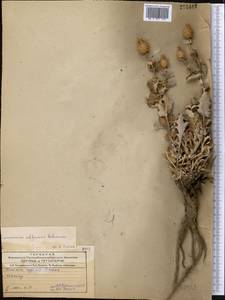 Cousinia affinis Schrenk, Middle Asia, Dzungarian Alatau & Tarbagatai (M5) (Kazakhstan)