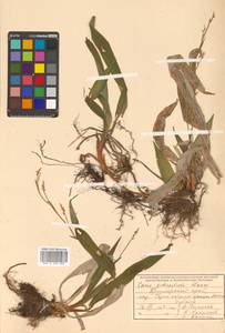 Carex siderosticta Hance, Siberia, Russian Far East (S6) (Russia)
