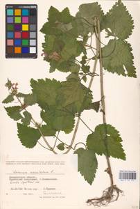 MHA 0 154 515, Lamium maculatum (L.) L., Eastern Europe, West Ukrainian region (E13) (Ukraine)