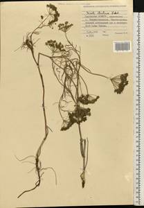 Seseli strictum Ledeb., Siberia, Western Siberia (S1) (Russia)
