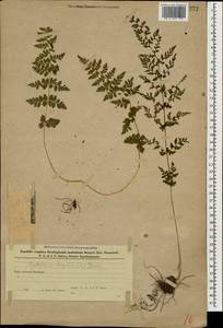 Cystopteris fragilis (L.) Bernh., Caucasus, Azerbaijan (K6) (Azerbaijan)