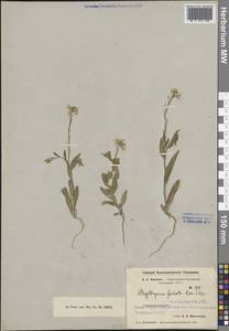 Cryptospora falcata Kar. & Kir., Middle Asia, Pamir & Pamiro-Alai (M2) (Uzbekistan)