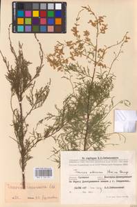 Tamarix ramosissima Ledeb., Eastern Europe, South Ukrainian region (E12) (Ukraine)