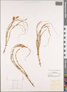 Moraea sisyrinchium (L.) Ker Gawl., Middle Asia, Karakum (M6) (Turkmenistan)