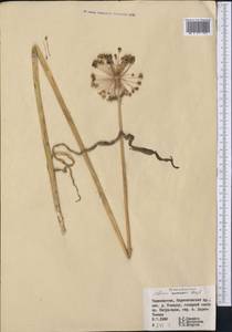 Allium sarawschanicum Regel, Middle Asia, Pamir & Pamiro-Alai (M2) (Tajikistan)