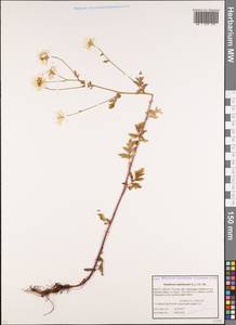 Tanacetum parthenium (L.) Sch. Bip., Caucasus, Stavropol Krai, Karachay-Cherkessia & Kabardino-Balkaria (K1b) (Russia)