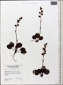 Pyrola rotundifolia L., Caucasus, Stavropol Krai, Karachay-Cherkessia & Kabardino-Balkaria (K1b) (Russia)