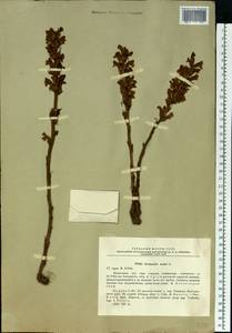 Orobanche elatior, Eastern Europe, Central forest-and-steppe region (E6) (Russia)