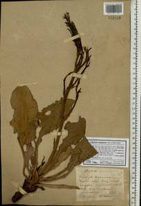 Limonium scoparium (Pall. ex Willd.) Stankov, Eastern Europe, South Ukrainian region (E12) (Ukraine)