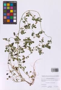 Medicago falcata L., Eastern Europe, Moscow region (E4a) (Russia)