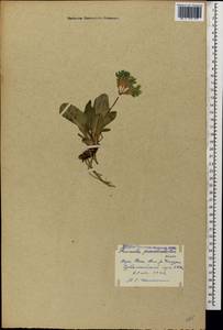 Primula elatior subsp. pseudoelatior (Kuzn.) W. W. Sm. & Forrest, Caucasus, Georgia (K4) (Georgia)