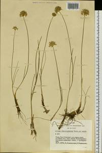 Allium leucocephalum Turcz. ex Ledeb., Siberia, Altai & Sayany Mountains (S2) (Russia)