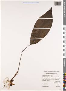 Aspidistra arnautovii Tillich, South Asia, South Asia (Asia outside ex-Soviet states and Mongolia) (ASIA) (Vietnam)