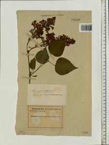 Syringa vulgaris L., Eastern Europe, Northern region (E1) (Russia)