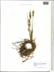 Agropyron cristatum (L.) Gaertn., Caucasus, Black Sea Shore (from Novorossiysk to Adler) (K3) (Russia)