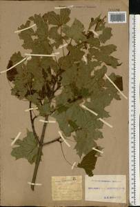 Acer platanoides L., Eastern Europe, South Ukrainian region (E12) (Ukraine)