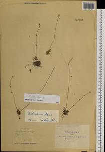 Draba hirta L., Siberia, Yakutia (S5) (Russia)