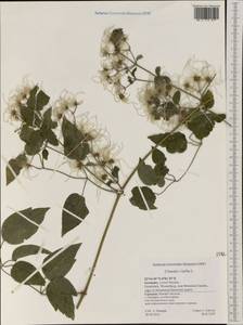 Clematis vitalba L., Western Europe (EUR) (Germany)