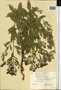 Lepidium latifolium L., Eastern Europe, Moscow region (E4a) (Russia)