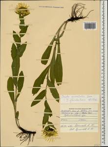 Pentanema orientale (Lam.) D. Gut. Larr., Santos-Vicente, Anderb., E. Rico & M. M. Mart. Ort., Caucasus, North Ossetia, Ingushetia & Chechnya (K1c) (Russia)