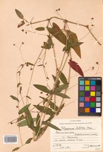 Persicaria sagittata (L.) H. Gross, Siberia, Russian Far East (S6) (Russia)