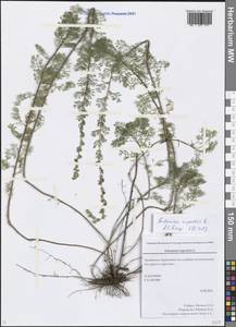 Artemisia rupestris L., Eastern Europe, Eastern region (E10) (Russia)