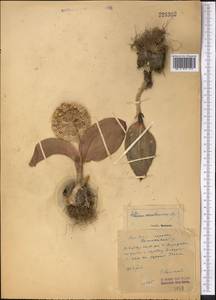 Allium karataviense Regel, Middle Asia, Western Tian Shan & Karatau (M3)