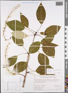 Populus trichocarpa Torr. & A. Gray ex Hook., Eastern Europe, Central forest region (E5) (Russia)