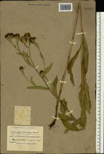 Centaurea stenolepis A. Kern., Eastern Europe, South Ukrainian region (E12) (Ukraine)