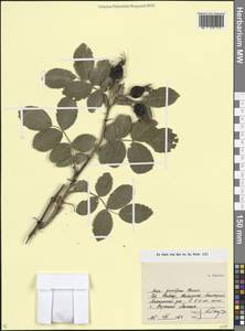 Rosa villosa L., Caucasus, Stavropol Krai, Karachay-Cherkessia & Kabardino-Balkaria (K1b) (Russia)