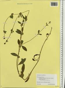 Asperugo procumbens L., Eastern Europe, Central region (E4) (Russia)