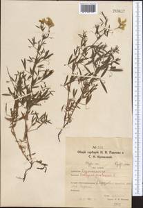 Lathyrus pratensis L., Middle Asia, Northern & Central Kazakhstan (M10) (Kazakhstan)