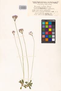 Primula nutans Georgi, Siberia, Baikal & Transbaikal region (S4) (Russia)
