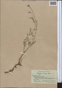 Astragalus macropus Bunge, Middle Asia, Northern & Central Kazakhstan (M10) (Kazakhstan)