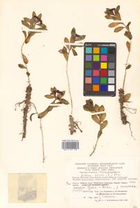 Rhodiola rosea L., Siberia, Chukotka & Kamchatka (S7) (Russia)