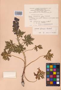 Aconitum firmum Rchb., Eastern Europe, West Ukrainian region (E13) (Ukraine)